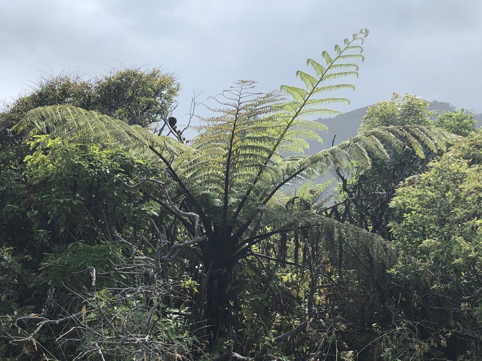 Neuseeland - Carters Beach - Jeder Farnbaum ist ein kleines Kunstwerk. 