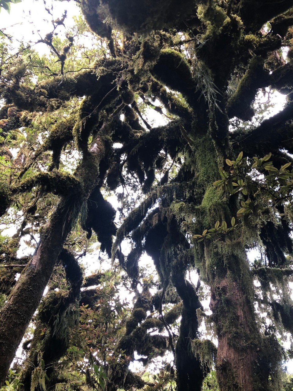 Neuseeland - Taranaki - Märchenhafter Wald