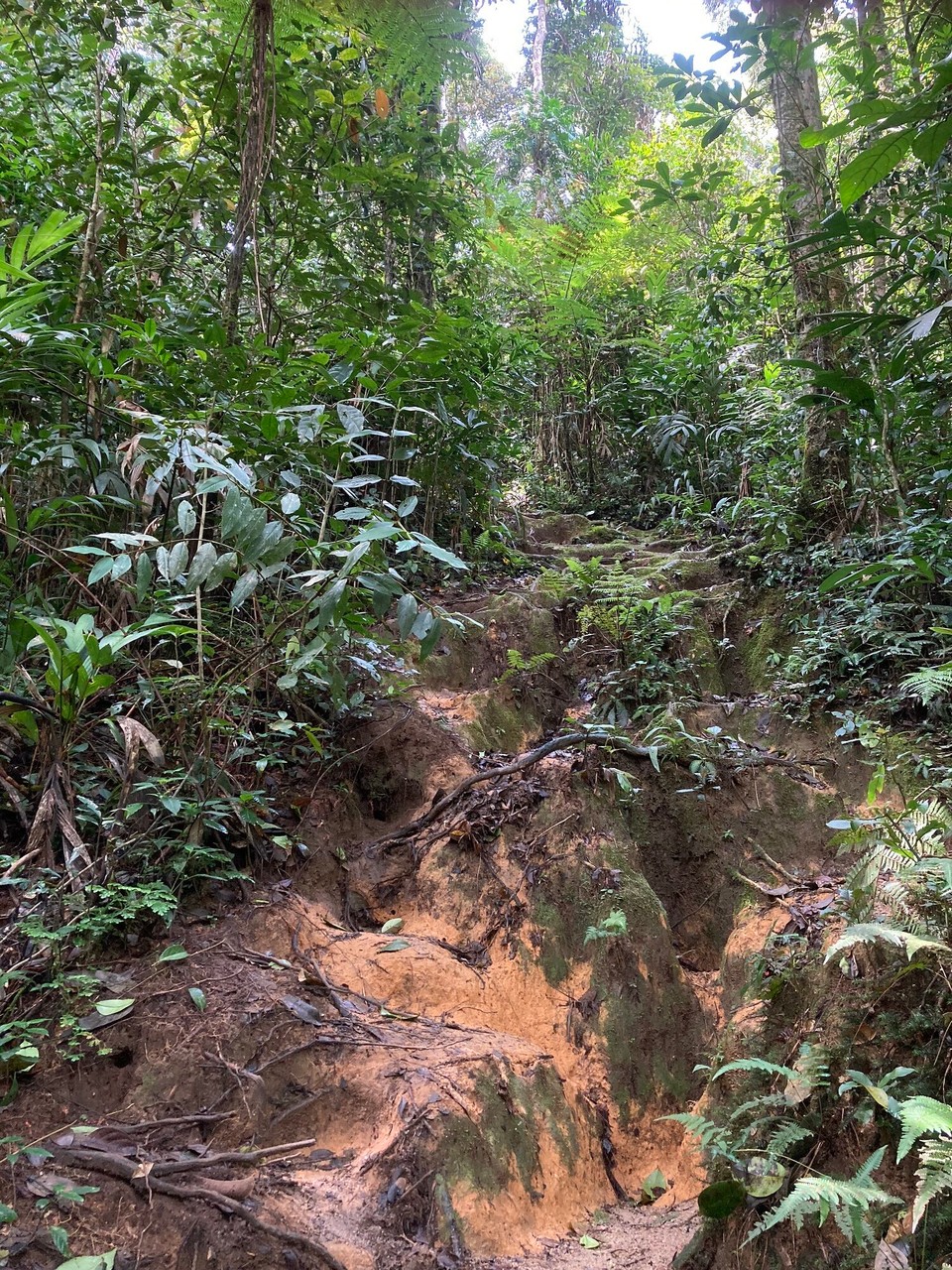 Malaysia - Tanah Rata - 