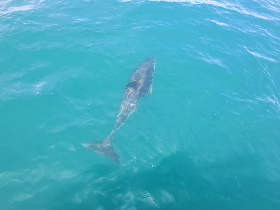 Neuseeland - Kaikoura - 