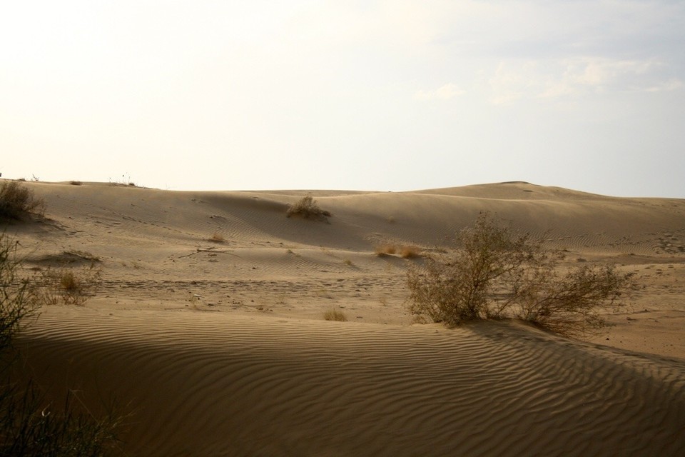 Thar Desert -  - 