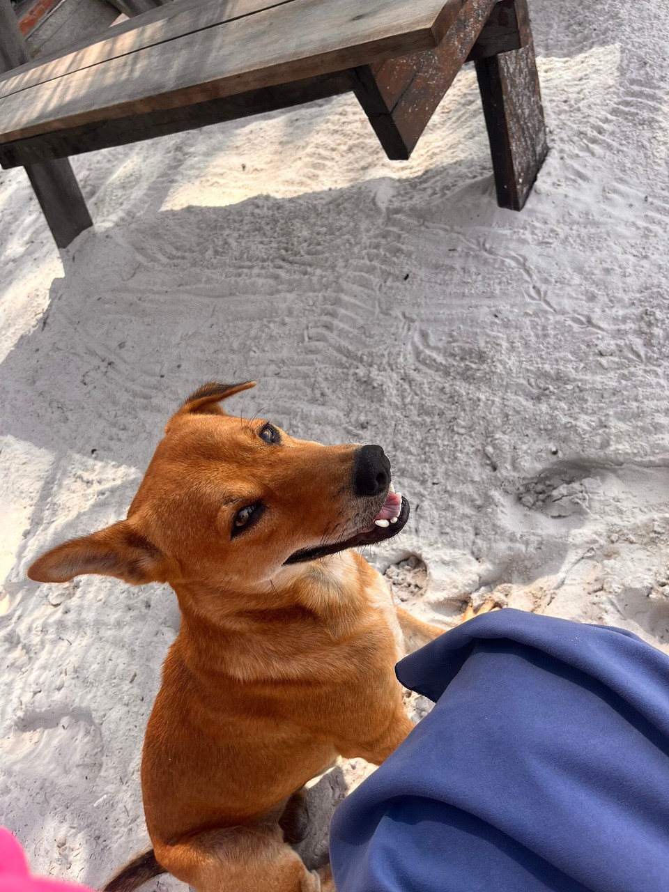 Cambodia - Preah Sihanouk - This little cutie was sat with me the whole time whilst I had breakfast so I gave him my last pancake - very happy boy indeed 