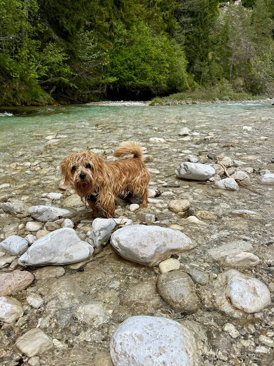 Österreich - Scharnitz - 
