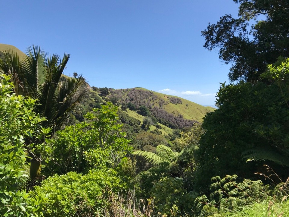 Neuseeland - Coromandel - Landschaft nördlich Auckland 