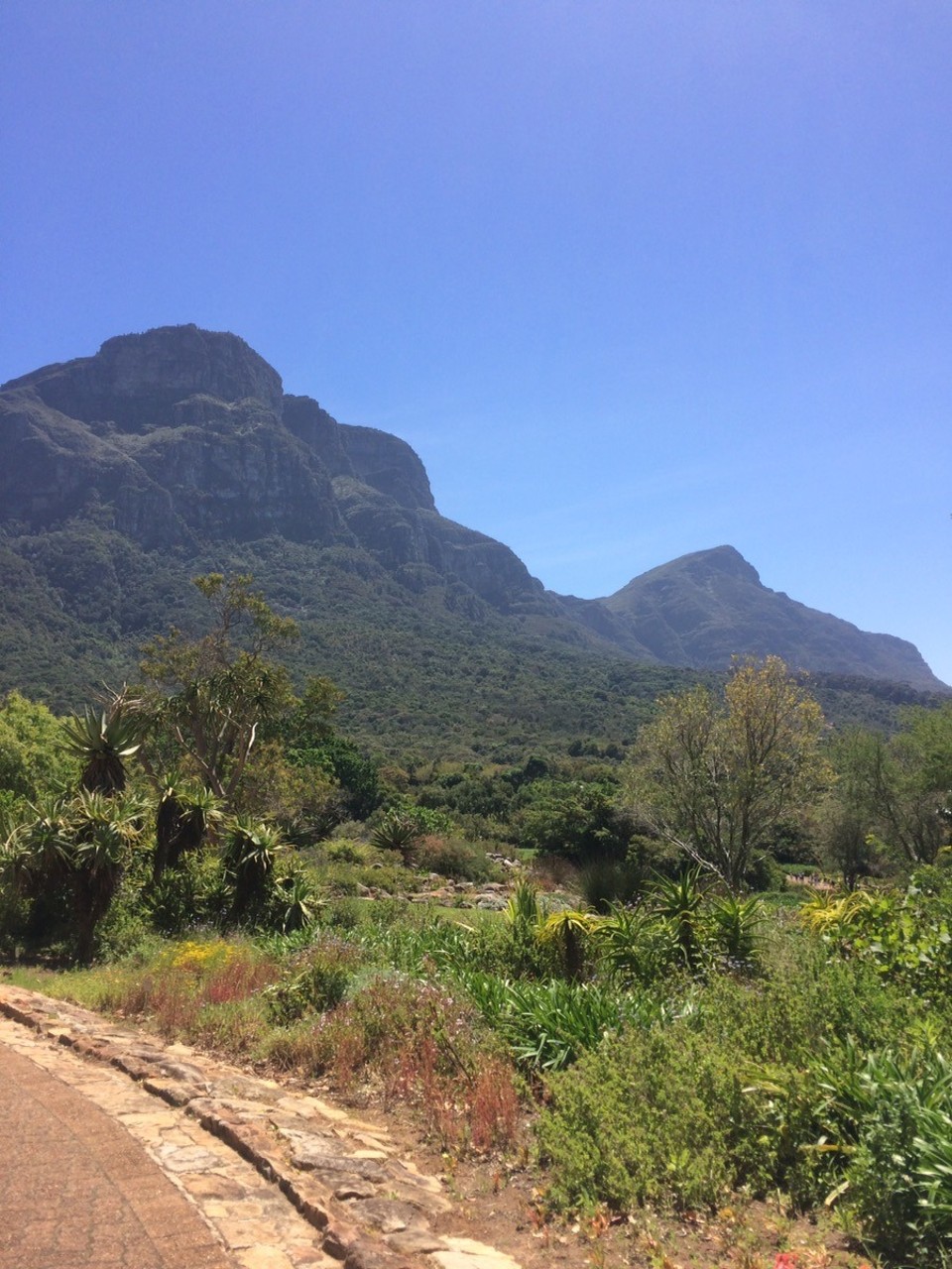  - Südafrika, Kirstenbosch - 