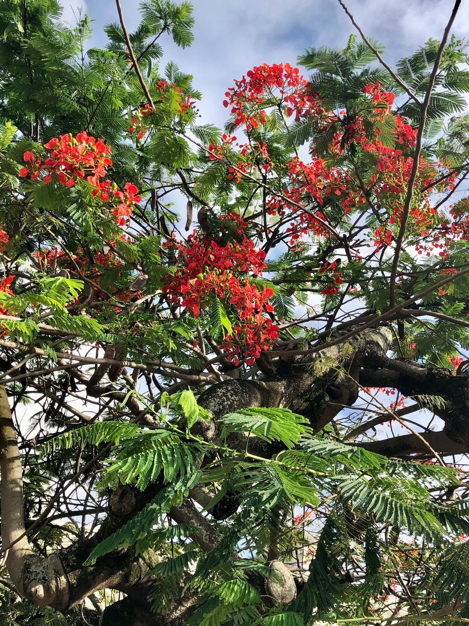 Brasilien - Salvador - Affenbrotbaum