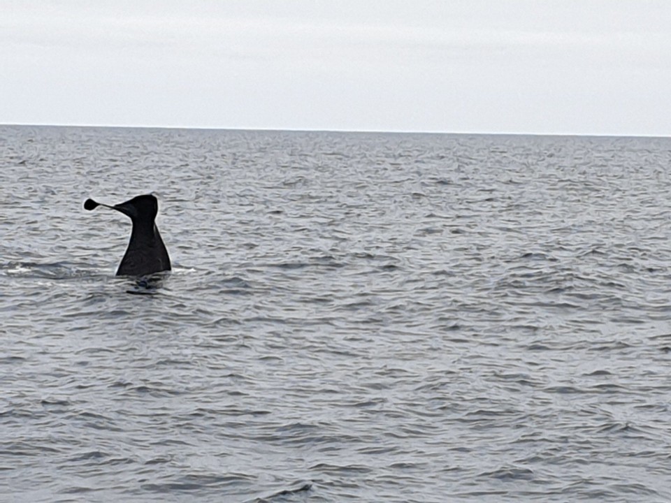 Neuseeland - Kaikoura - 