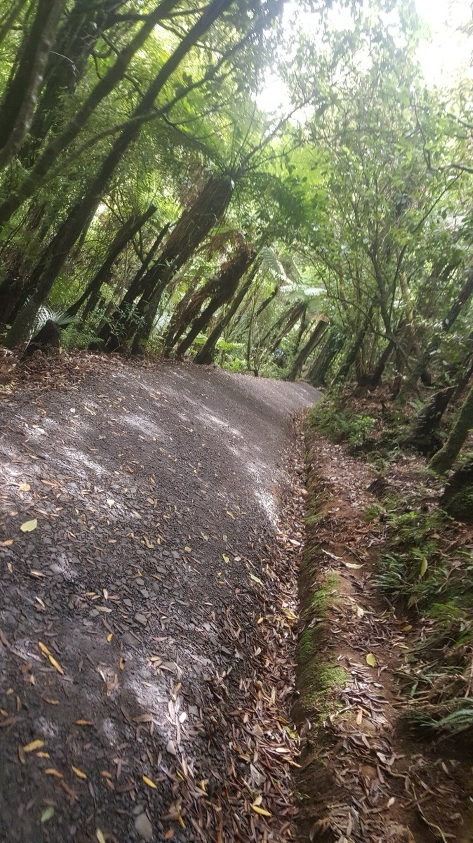 Neuseeland - Raglan - Der Weg durch den Dschungel zum Wasserfall.