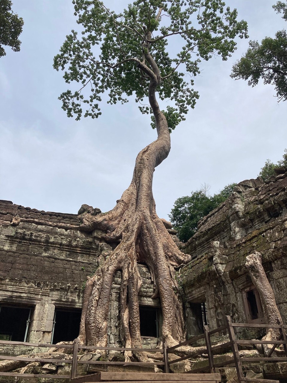 Kambodscha - Siem Reap - Mein persönliches Highlight des Tages - Ta Prohm