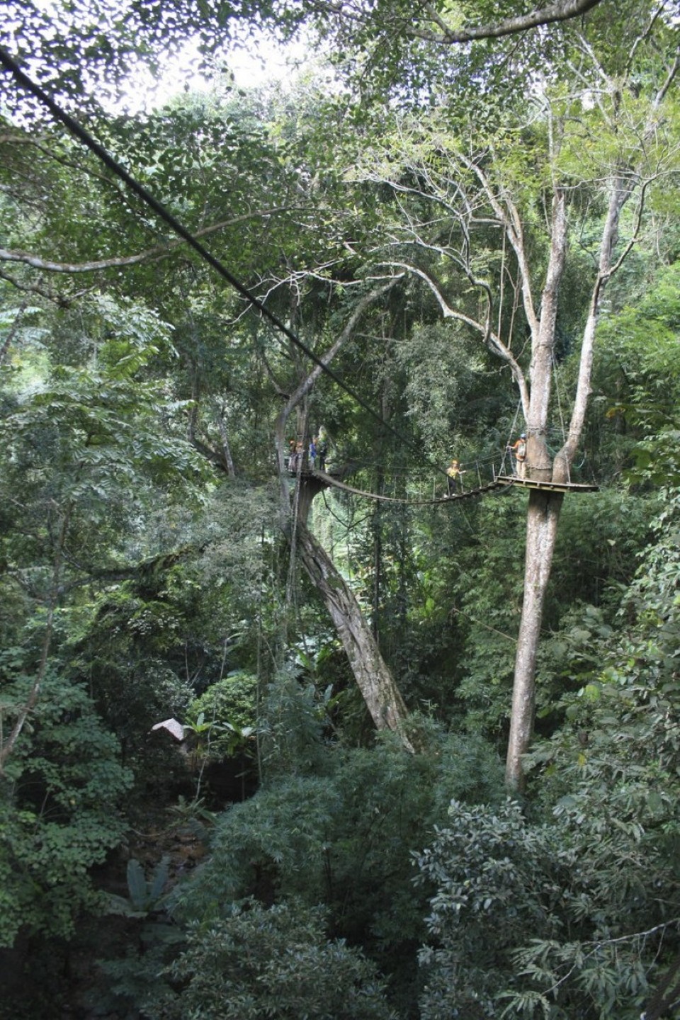 Thailand - Chiang Mai - Flight of the Gibbons