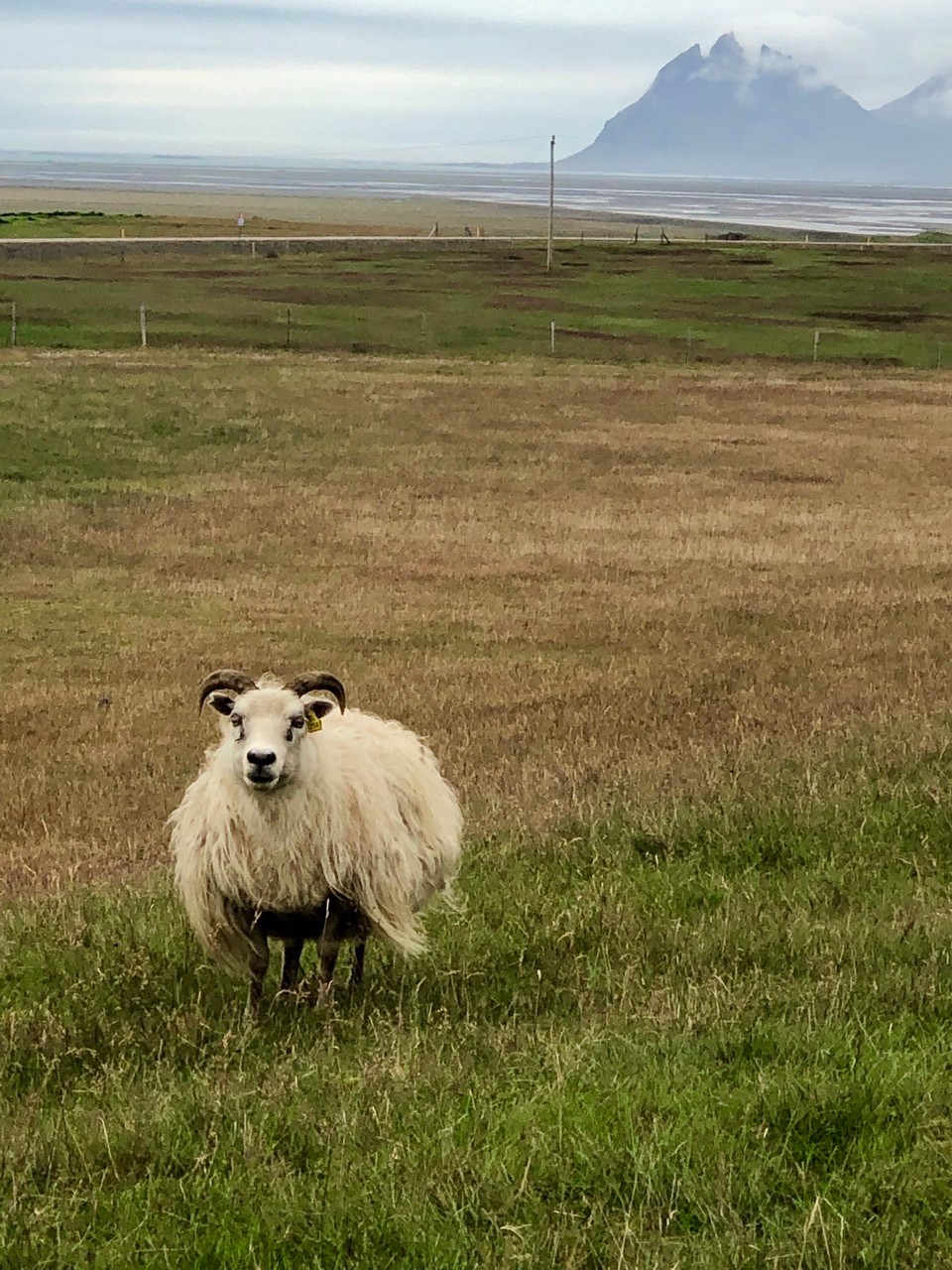 Island - Sveitarfélagið Hornafjörður - Es lässt mich ganz nah heran kommen...