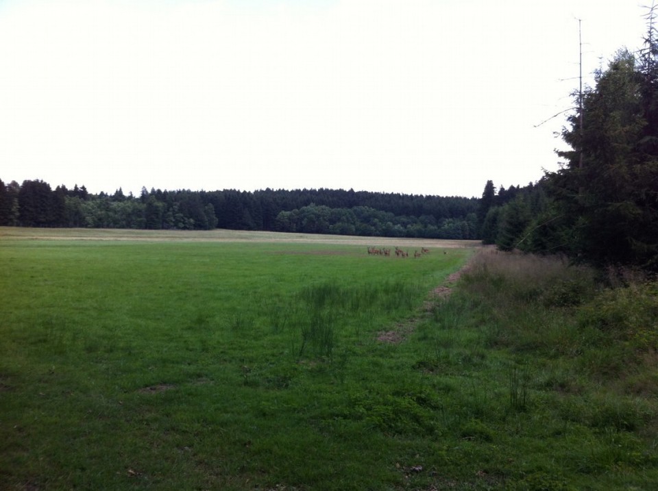 Deutschland - Buchen (Odenwald) - Da!!! … Rehe!!!