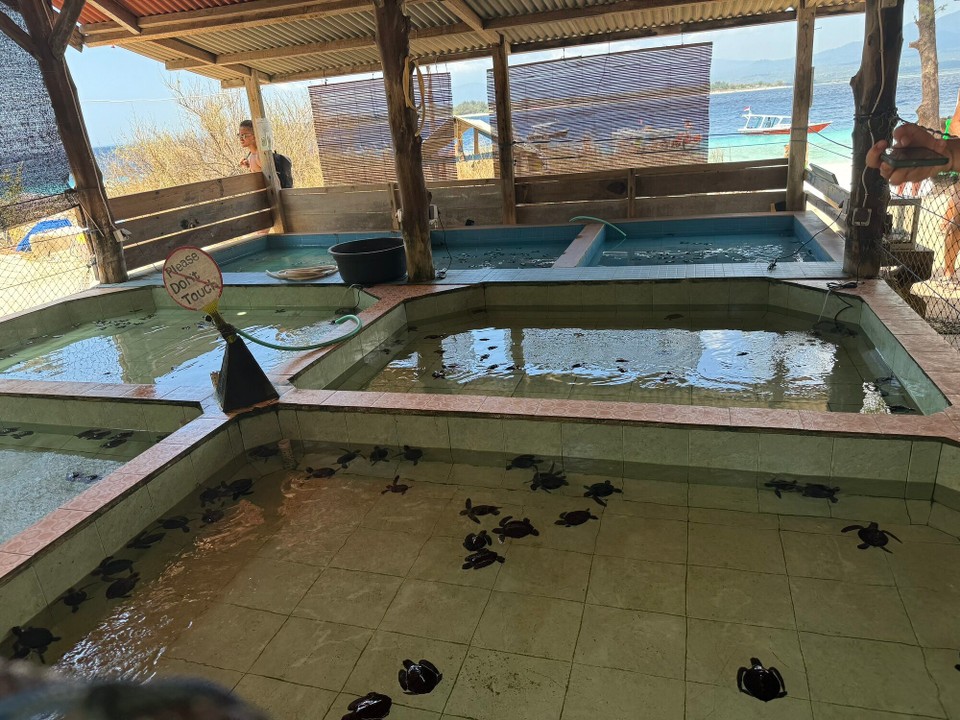 Indonesien - Kabupaten Lombok Utara - Turtle Sanctuary