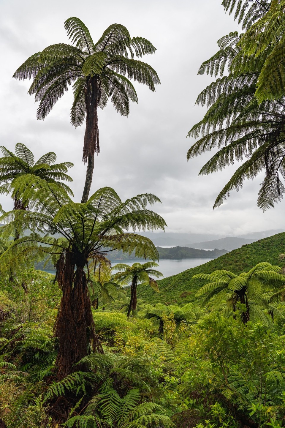 Neuseeland - Picton - 