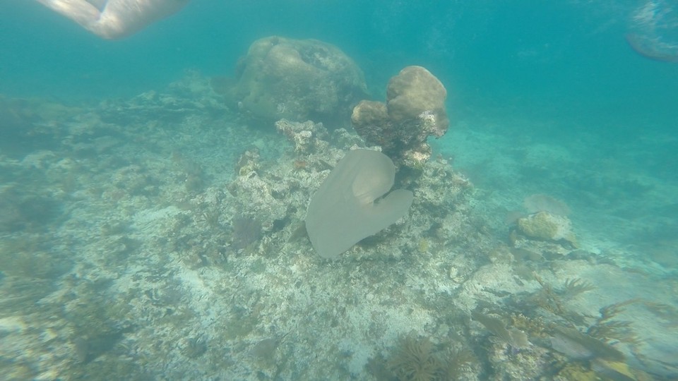 Belize - Rendezvous Island - Qualle!!
