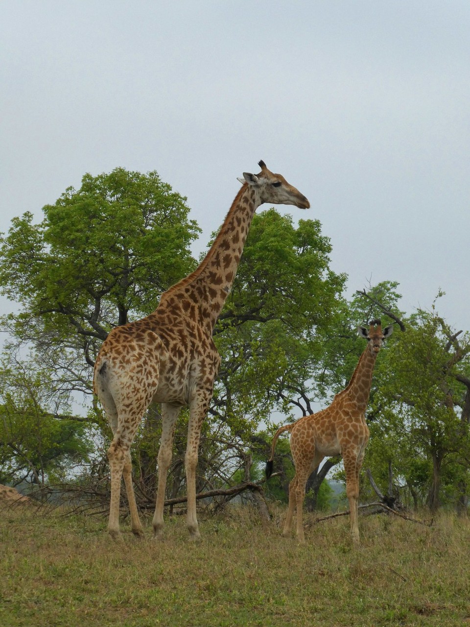 Südafrika - Kruger-Nationalpark - 