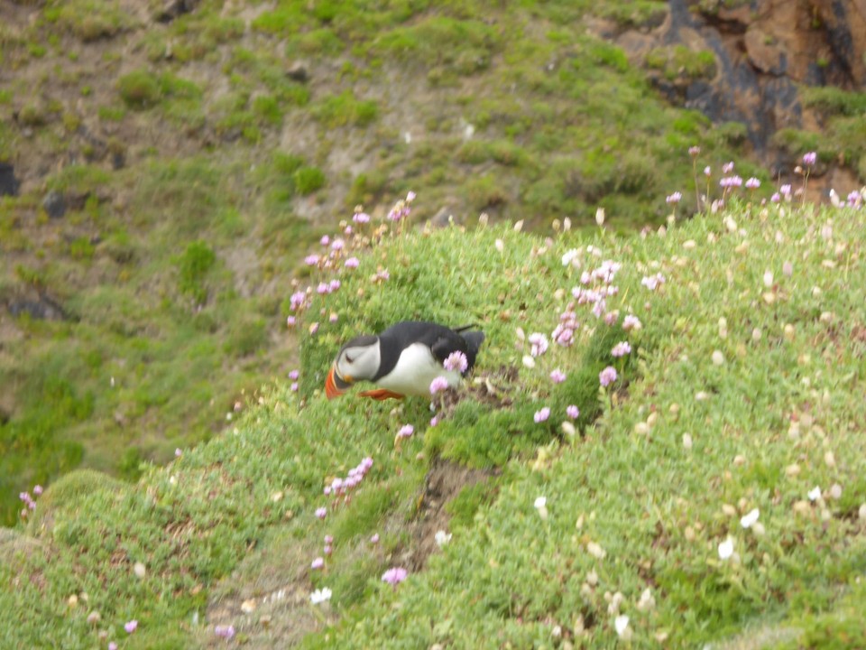 Ireland - Kilmore Quay - After fledging the young spend the first few years of their life at sea. Puffins winter at sea, usually far from coasts, but return to their burrows to breed.