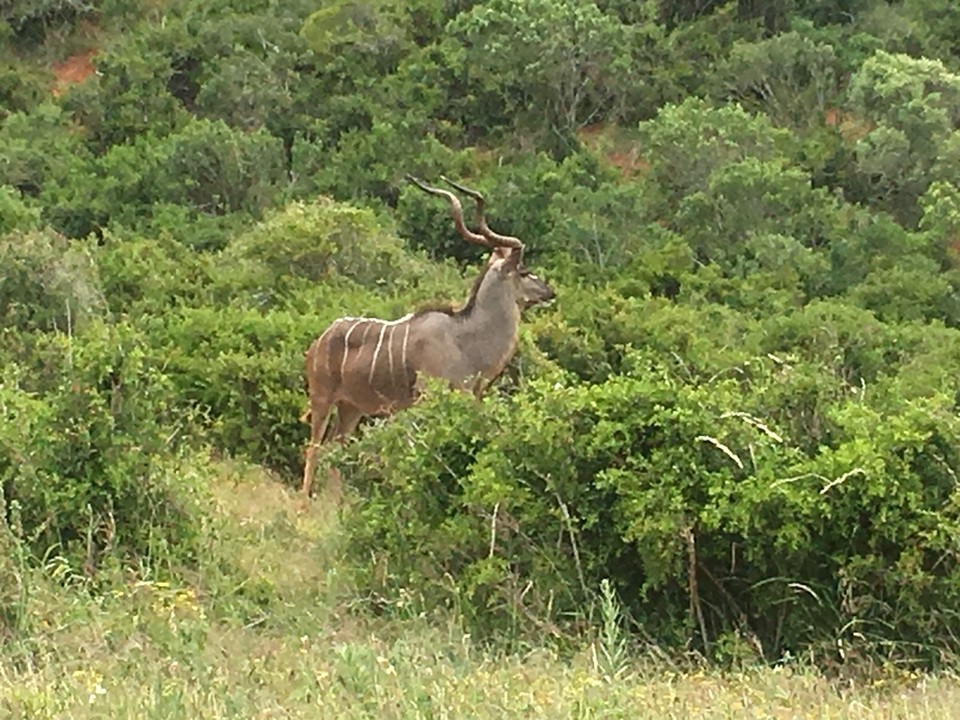 Südafrika -  - 