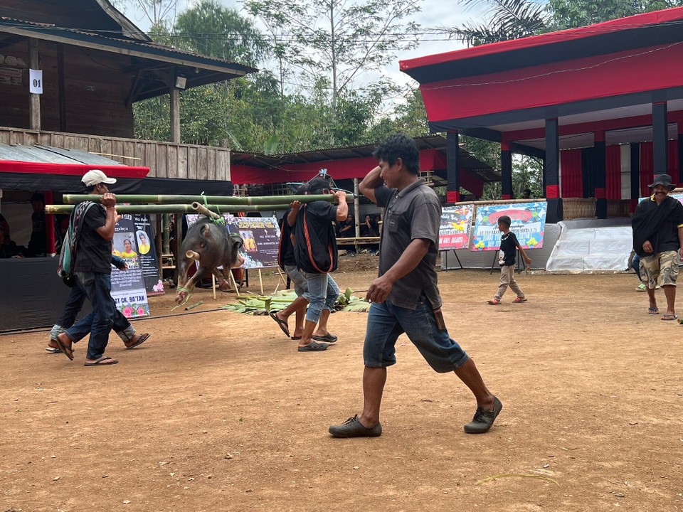 Indonesien - North Toraja Regency - Tieropfer gehören zu einem wichtigen Bestandteil der Zeremonie. Daher verläuft diese nicht unblutig ab.
Je mehr Tieropfer, desto besser für den weiteren Weg des Verstorbenen und das Ansehen der Familie im Klan.