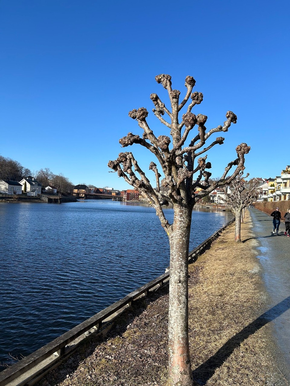 Norwegen - Trondheim - Trompetenkugelbaum