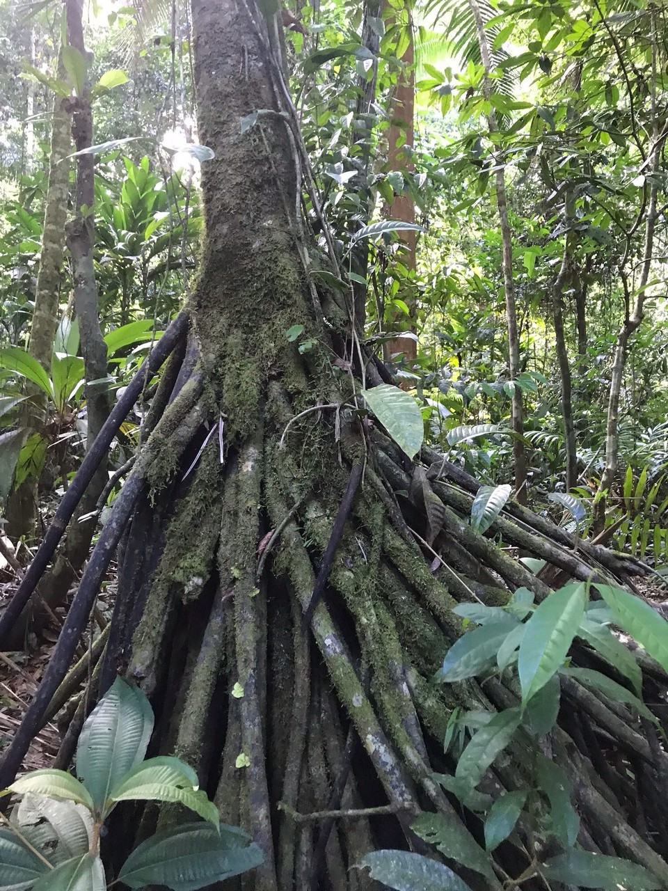 Costa Rica - San Carlos - 