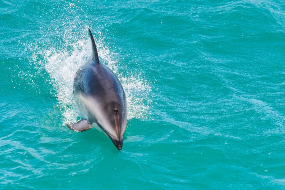 Neuseeland - Kaikoura Central - 