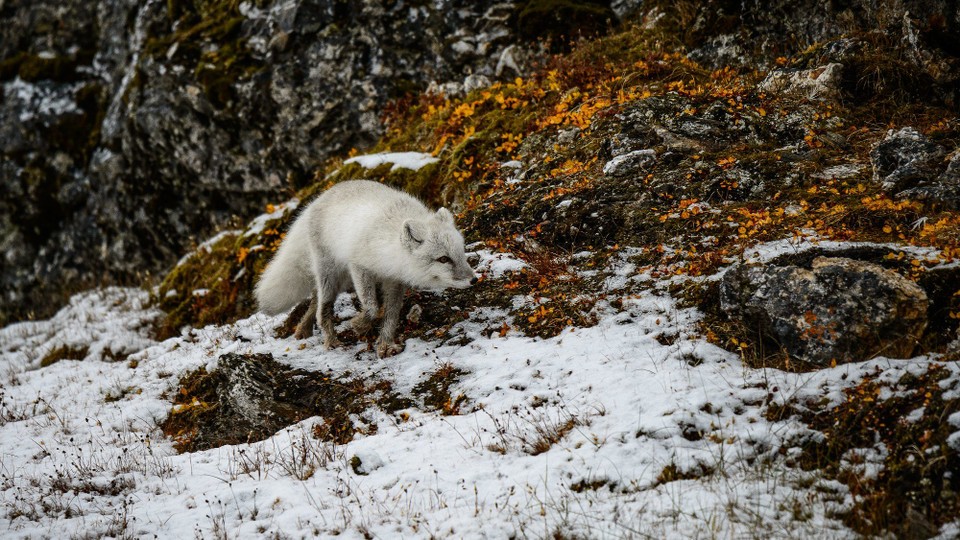 Svalbard und Jan Mayen - Longyearbyen - 