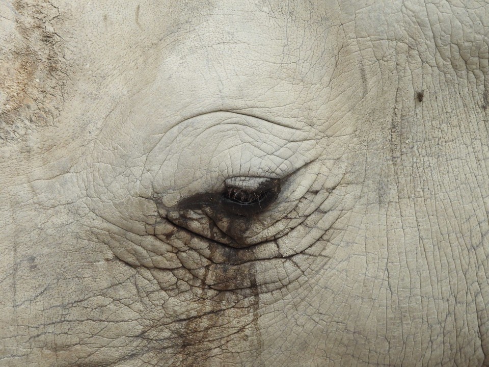 Schweiz - Zürich - man sagt ihnen nach, dass sie schlecht sehen, dafür umso besser hören