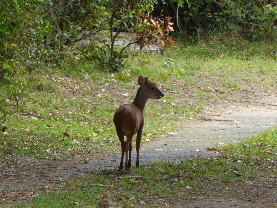 Südafrika - iSimangaliso-Wetland-Park - Kirk-Dikdik