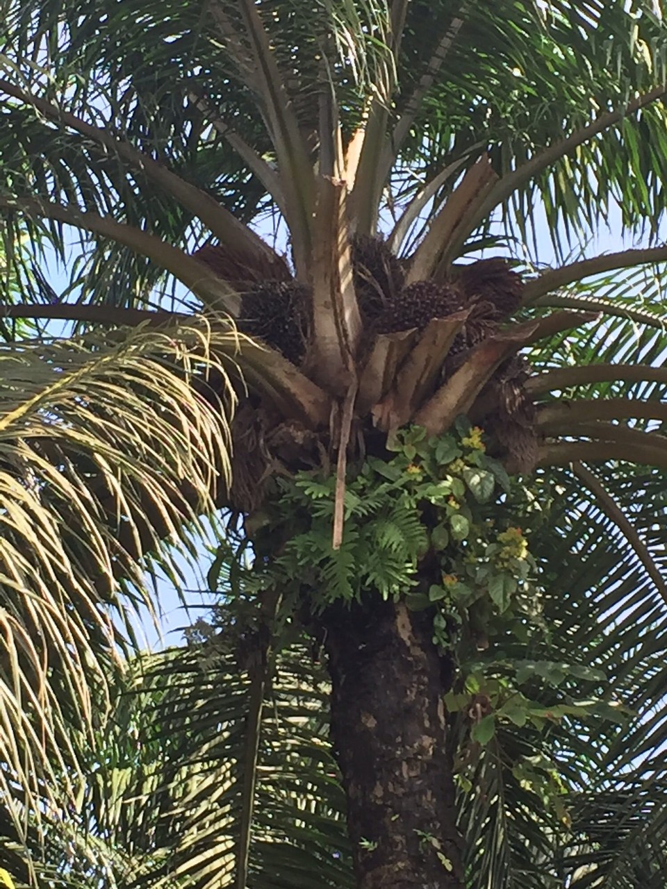 Costa Rica - La Fortuna - afrikanische Ölpalme