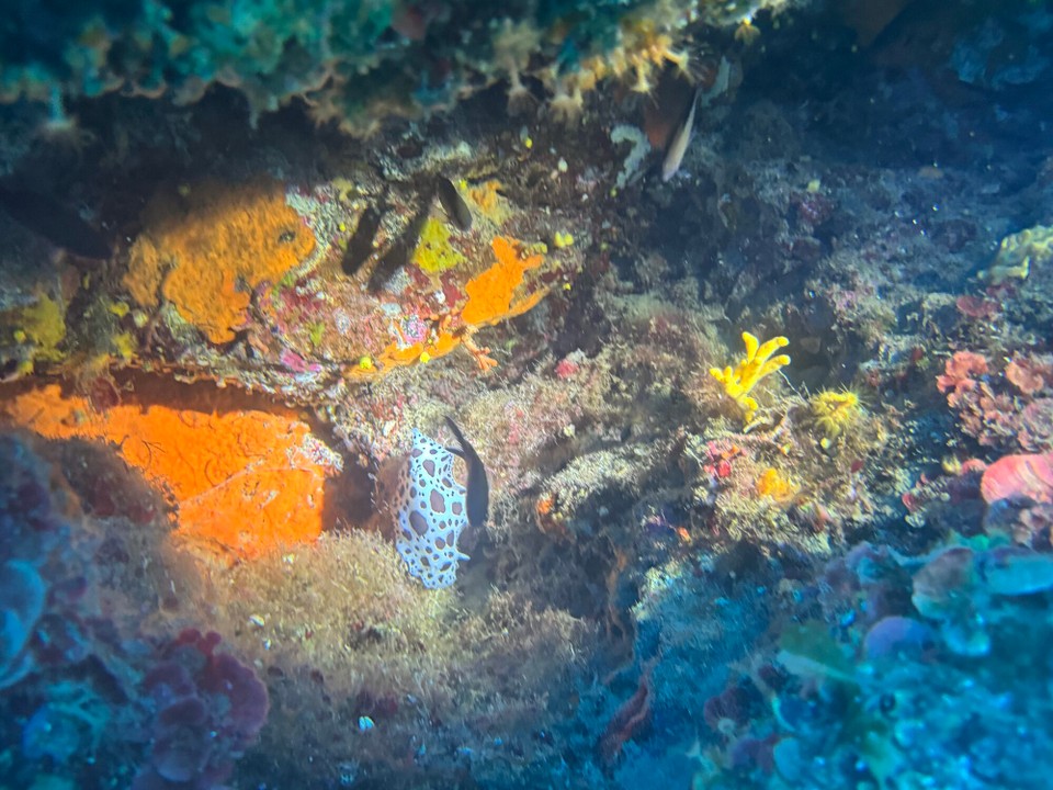 Italien - Capoliveri - Eine Leopardennacktschnecke