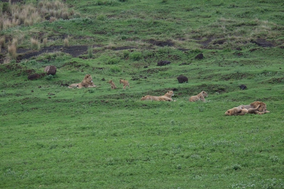  - Schutzgebiet Ngorongoro - Eine ganze Löwenfamilie