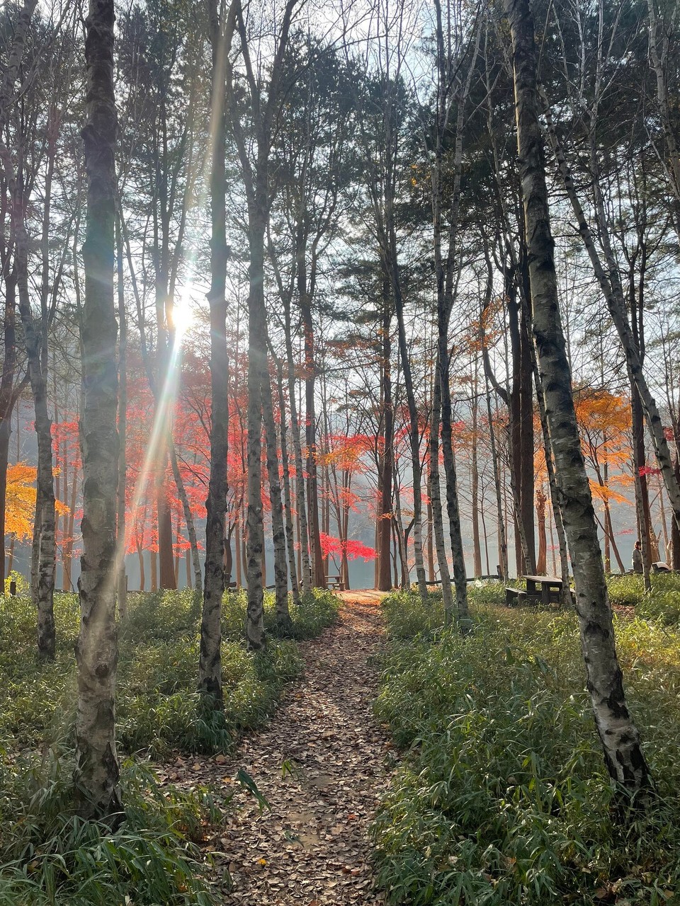 대한민국 - 춘천시 - Birkewald in Herbstgstalt