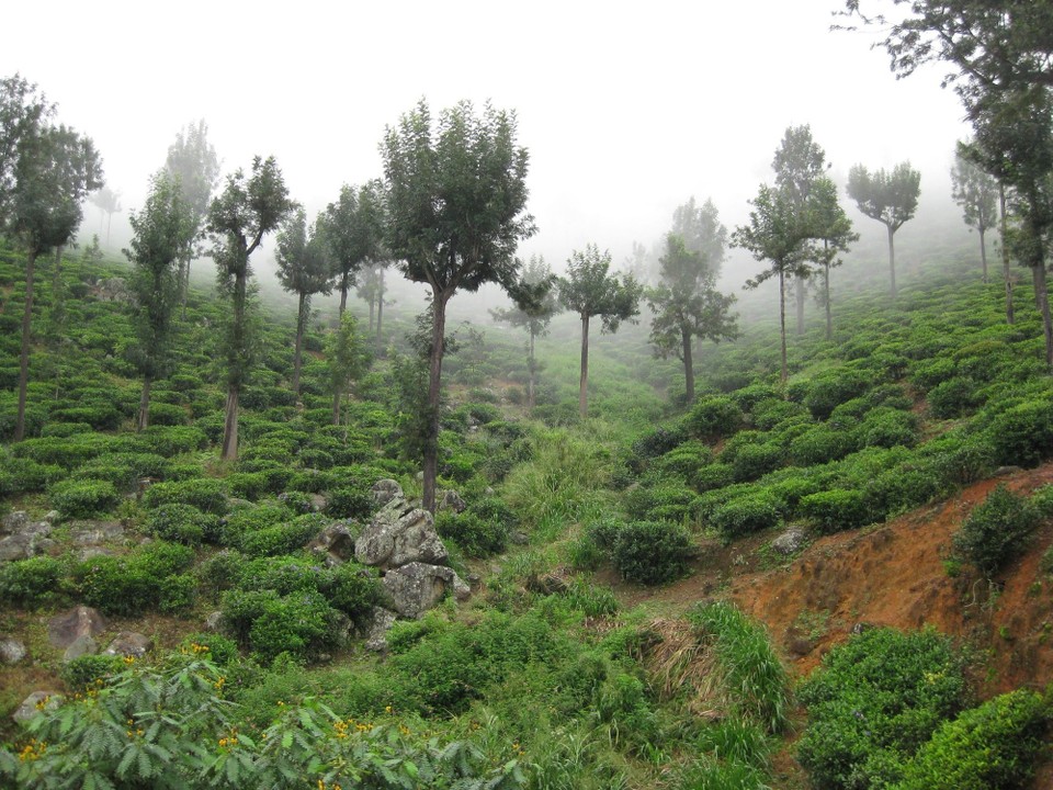 Sri Lanka -  - 