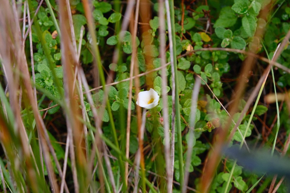 Portugal - Aljezur - 