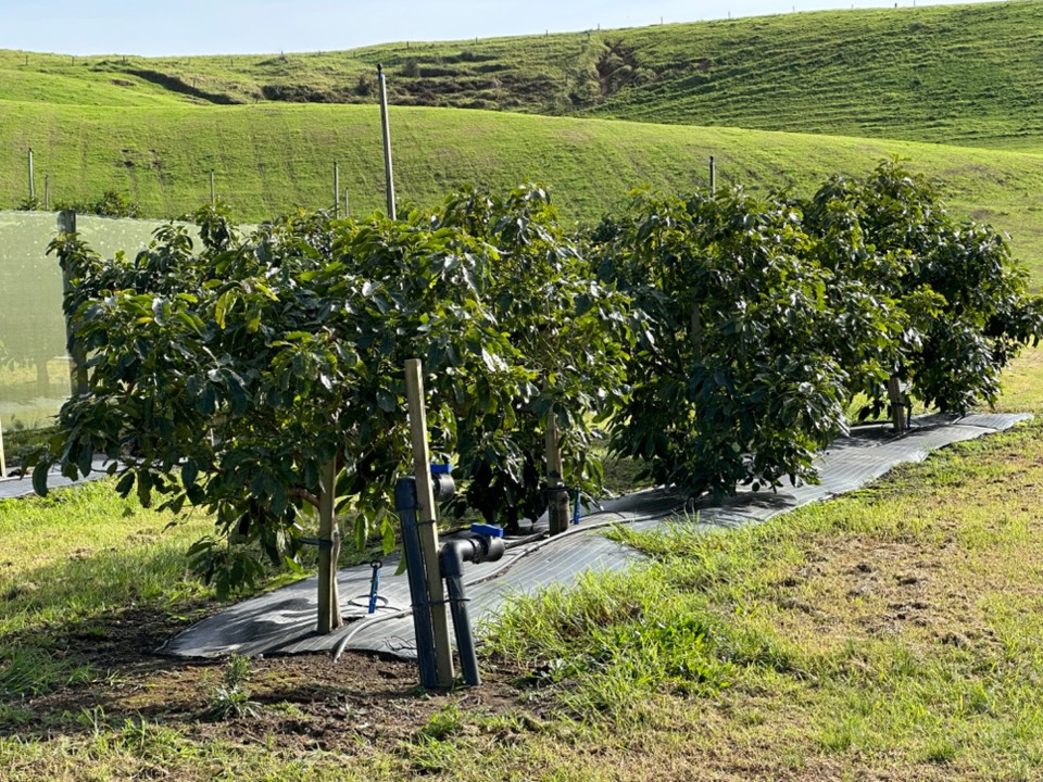 Neuseeland - Waimamaku - Avocado Plantage