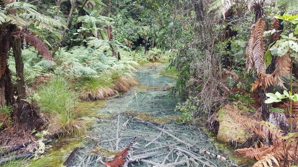 Neuseeland - Whakarewarewa - Spuren des Sturmes auch im mit Ästen gefüllten Wasser.