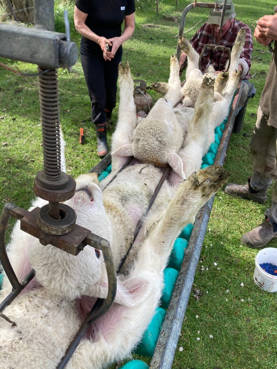 Neuseeland - Gore - Aufgereiht auf der Rutsche bereit zur Behandlung - sechs Personen sind daran beteiligt. Einer hebt die Tiere auf die Rutsche, zwei impfen, eine markiert die Ohren, einer klemmt die Eier ab (sofern denn welche da sind) und der letzte zwackt die Schwänze ab