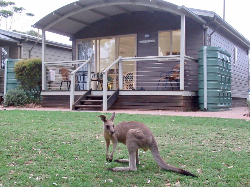 Australien - South Durras - Ein 🦘 vor unserer Cabin