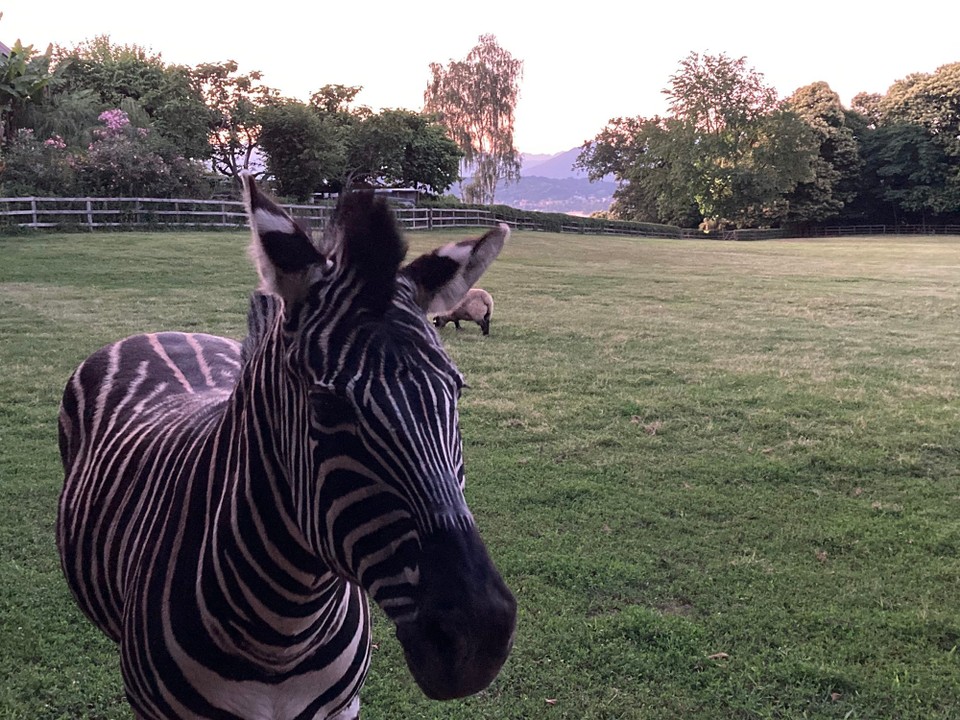 Italien - Dormelletto - Das Zebra von La Cucchetta