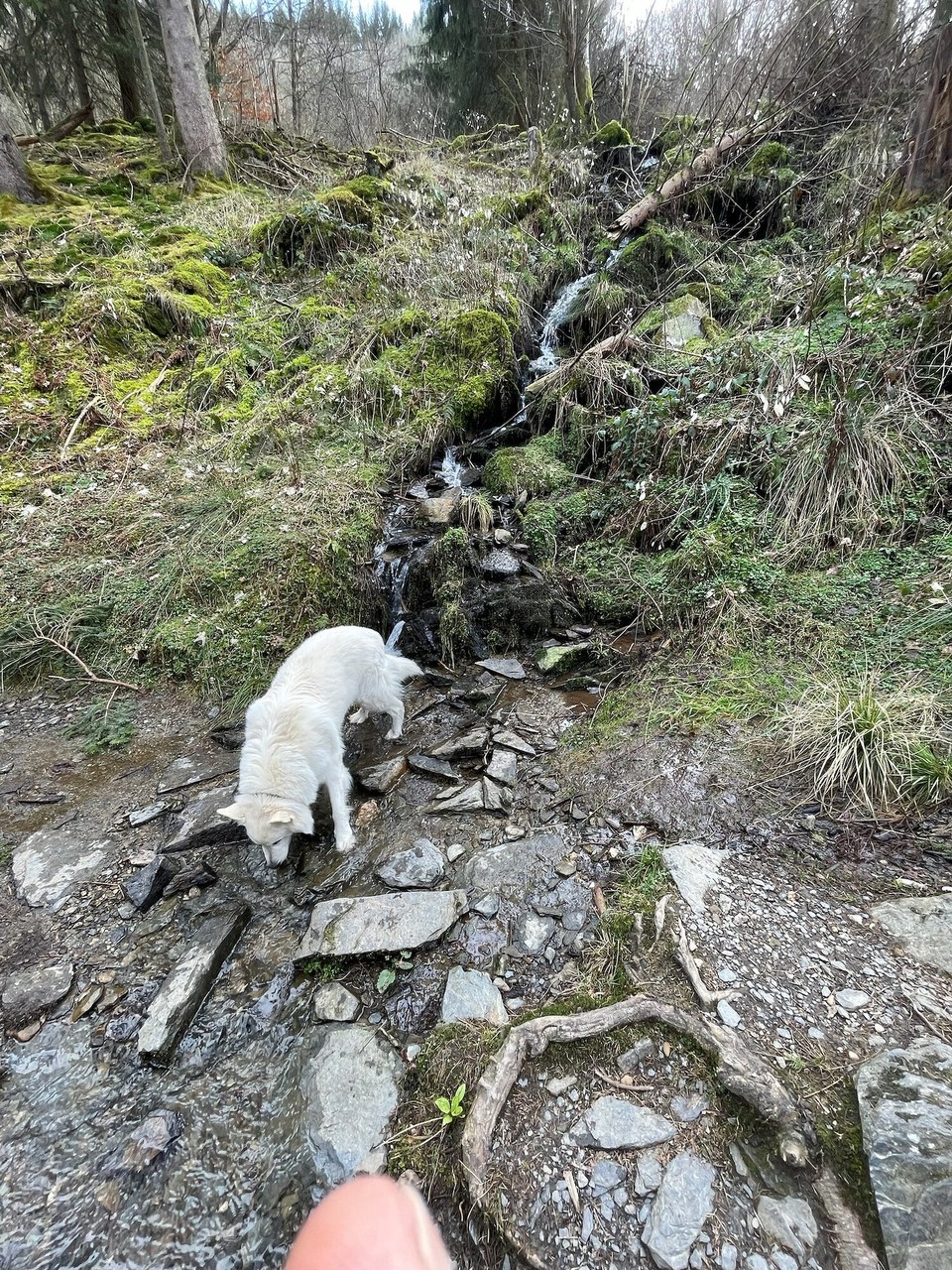 Deutschland - Monschau - Auf dem Rückweg kommt dieser "Wasserlauf" ....