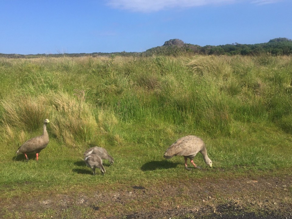  - Australia, Summerlands - 