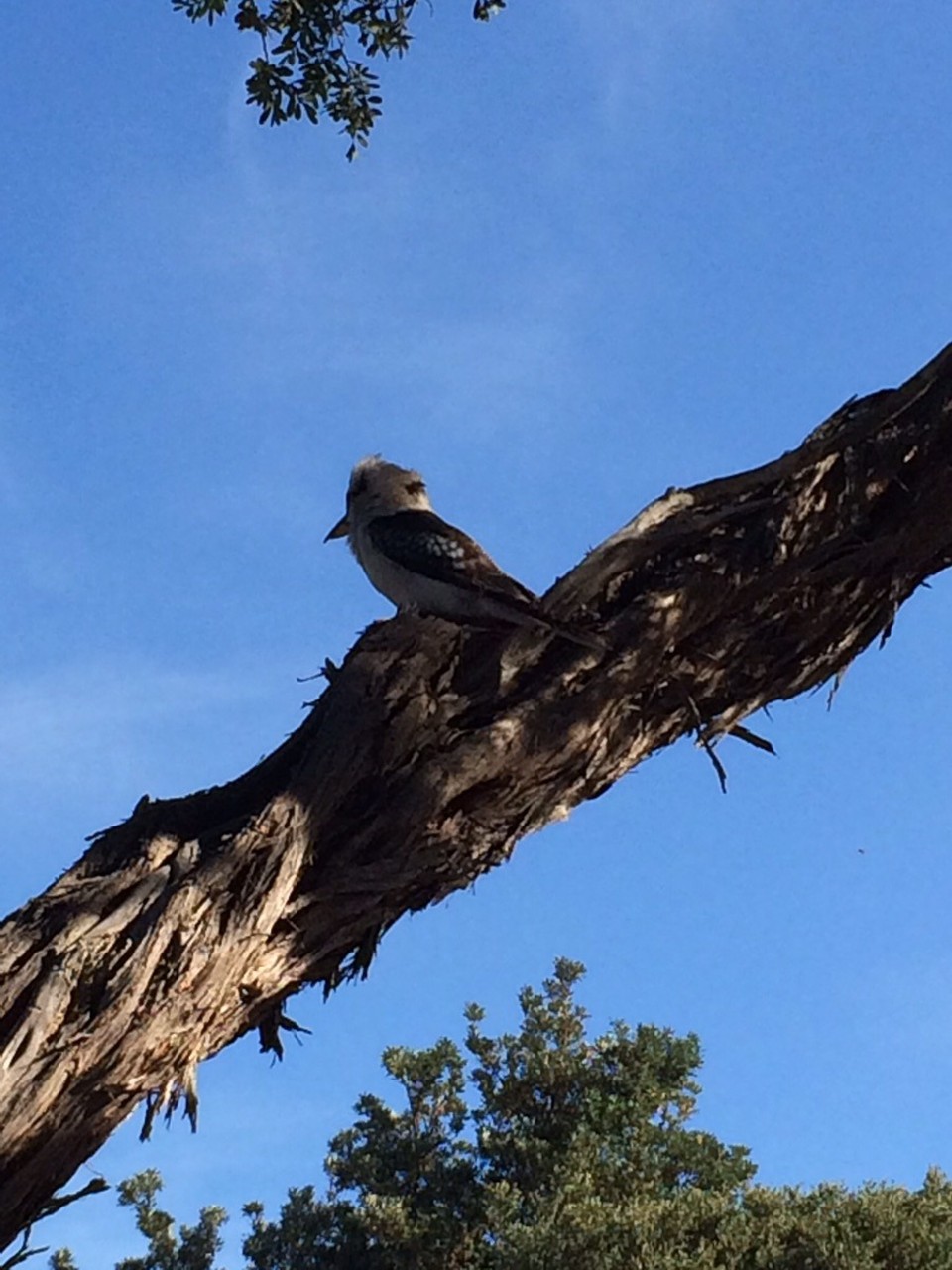 Australia - Tidal River - A kookaburra. 