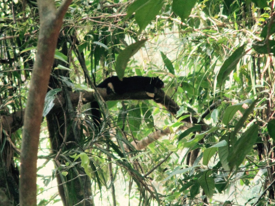 Sri Lanka - Deniyaya - Rieseneichhörnchen 