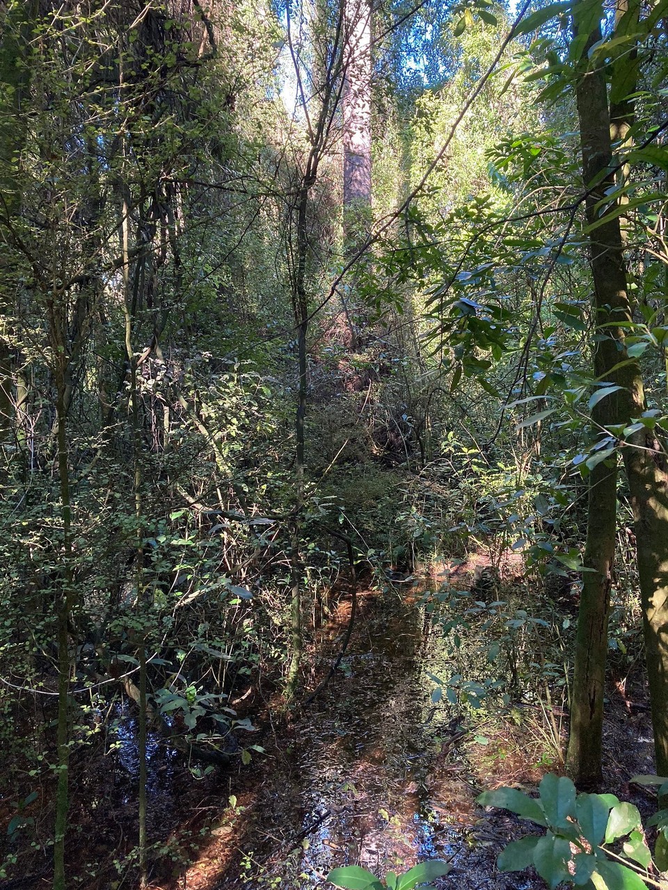 Neuseeland - Christchurch - Ganz schön kalt in dem Busch 🥶🙈