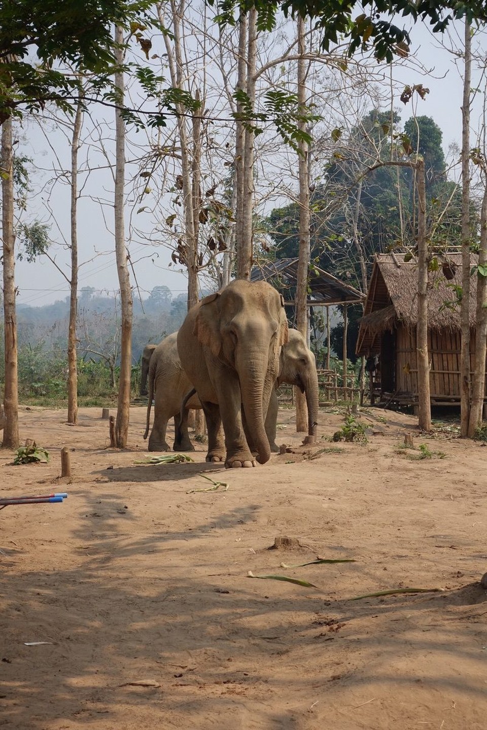 Laos - Luang Prabang - 