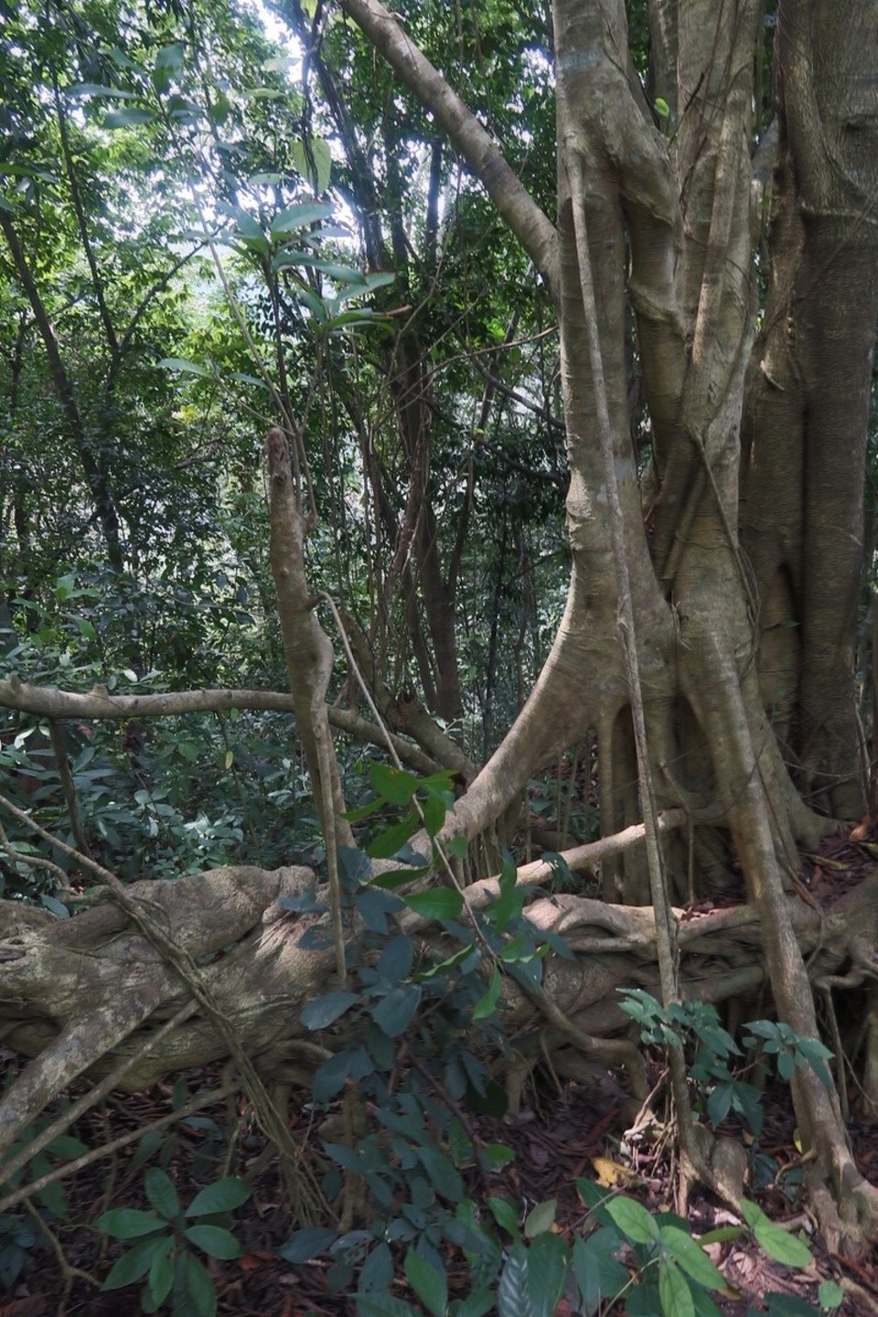 Vietnam -  - 