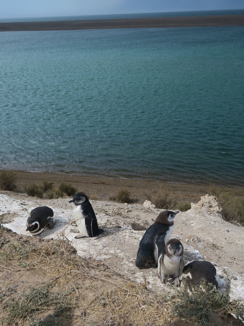 Argentina - Valdes Peninsula - 