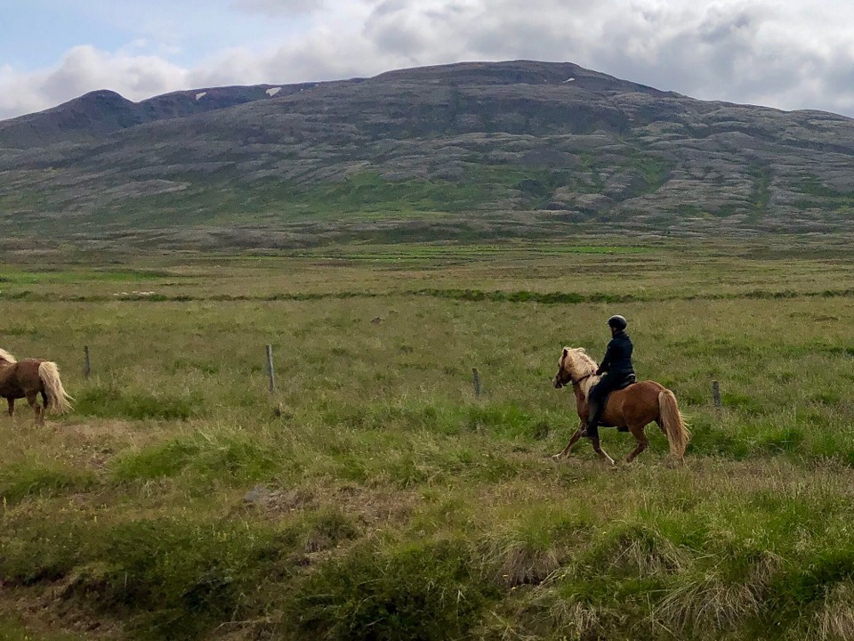 Island - Sveitarfélagið Skagafjörður - Die Pferde, die geritten werden, gehen zumeist in Tölt oder Pass, die ungerittenen jedoch traben oder galoppieren vor sich hin. 