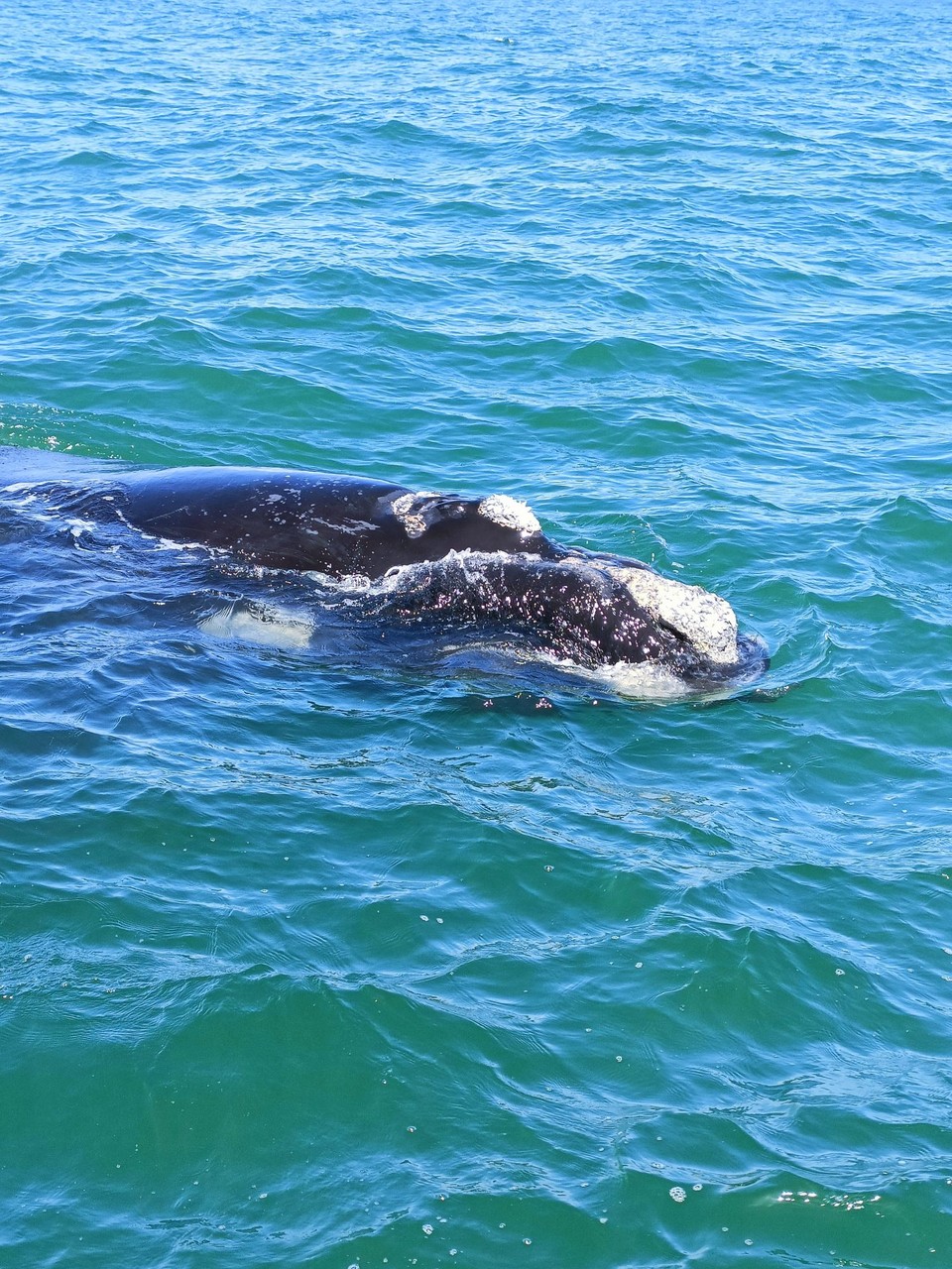 Südafrika - Hermanus - Southern Right Whales